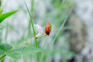 Scarlet lily beetle on the flower tip, Chrysomelidae family