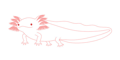ウーパールーパー　全身　Axolotl　アルビノ