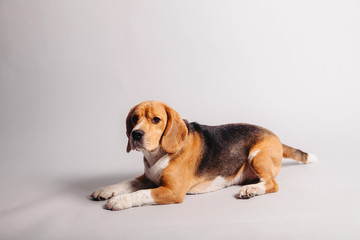 beagle dog on white background
