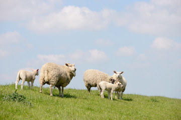 sheep and lamb standing on pasture