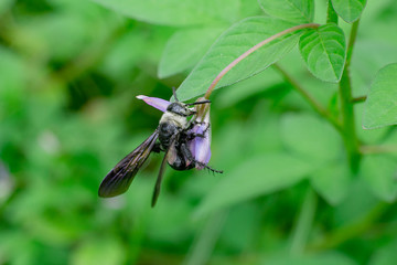 mydas bug on the flower tip take honey