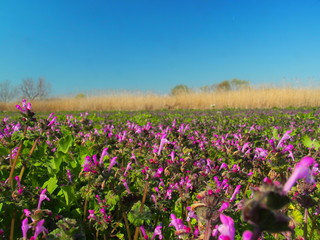 河川敷に咲く仏の座