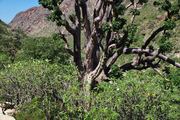 Socotra island, Yemen, Indian ocean