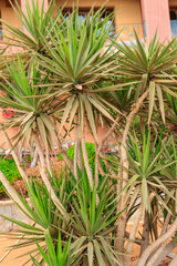 Fototapeta premium Beautiful green dracaena (dragon tree) in the garden