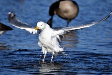 かもめ　Gull　Seagull