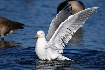 かもめ　Gull　Seagull