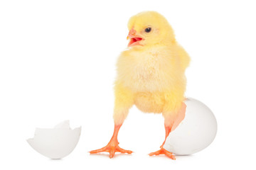 beautiful little chick and eggshell isolated