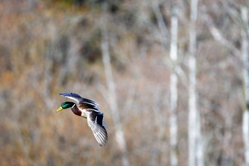 まがも　Mallard　Duck