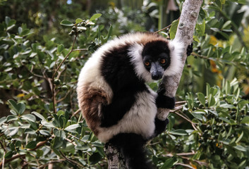 Portrait of black-and-white ruffed lemur aka Varecia variegata or Vari lemur at the tree, Atsinanana region, Madagascar © homocosmicos