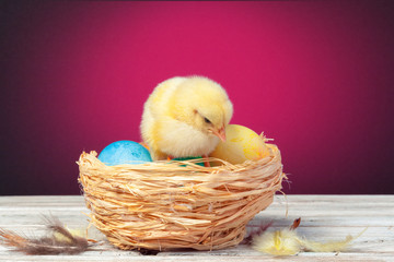chick with easter eggs on wooden table