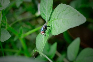 house fly on the leaf