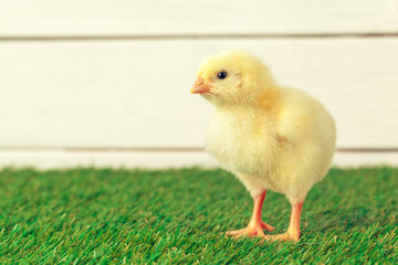 Little chicken on the grass