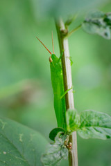 green grasshopper on the stem of the plant