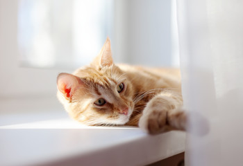 Big red cat  lying on   bright windowsill