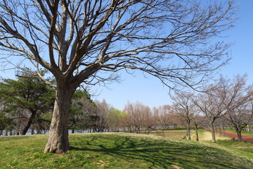 唐カエデの枯れ木のあるみさと公園風景