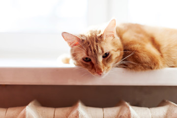 Big red cat  lying on   bright windowsill at home.