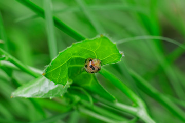 ladybug on the leaf, macro photography