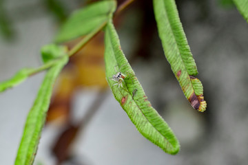 small spider on the leaf, macro photography