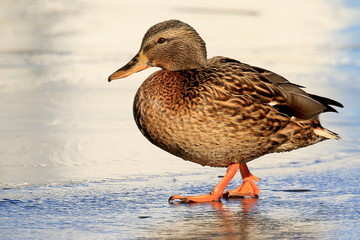 A picturesque portrait of a wild very bright duck on thin ice on a sunny day. High definition, visible water droplets on the feathers.  Bright orange paws and beak. Bright feathers. Close-up.
