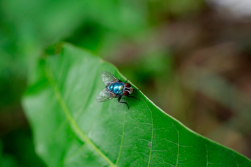 house fly on the leaf