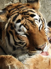 毛づくろい　アムールトラ