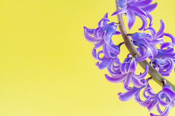 close up of Blooming Blue hyacinth flower on yellow background.