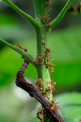 red ants on tree trunks