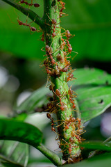 red ants on tree trunks