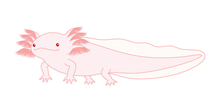 ウーパールーパー　Axolotl　ピンク　アルビノ