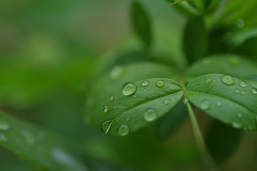 雨上がり