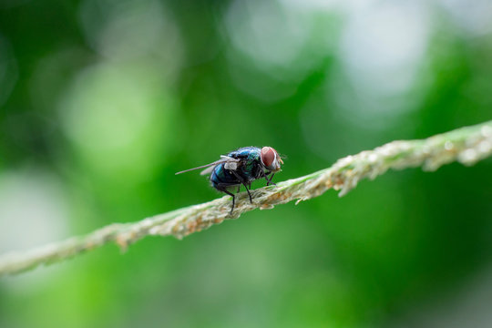 house fly on the reeds