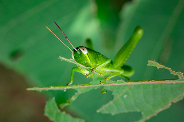 green grasshopper in the leaf