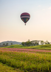 Hot air balloon flying on cosmos field