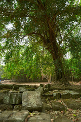 Wood in temple complex Angkor Wat Siem Reap, Cambodia