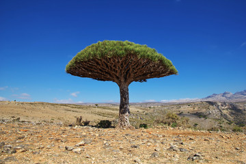 Bottle tree, Dragon blood tree, Socotra island, Yemen, Indian ocean