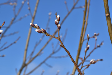 Willow  branch spring day