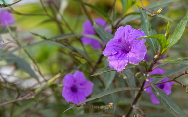Ruellia tuberosa purple flowers blooming beautifully on a tree in the garden.