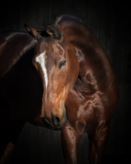 Fototapeta na wymiar Portrait of a bay horse on dark background isolated