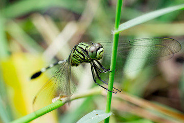 dragonfly perched on the branch
