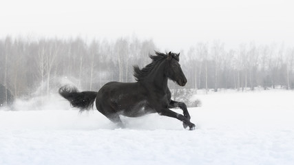 Black friesian horse with the mane flutters on wind running gallop on the snow-covered field in the winter