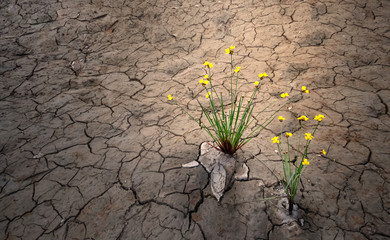 yellow flower growing on dried cracked soil