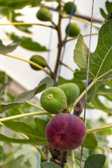 Fresh Figs fruit