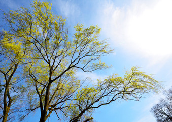 風にそよぐヤナギの若葉