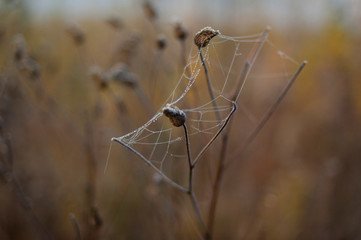 spiderweb
