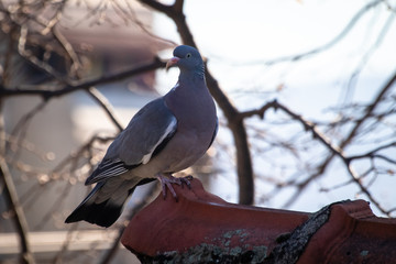 Feral gray pigeon on the roof of old house