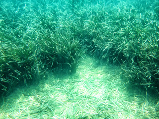 Fototapeta na wymiar Nice green algae in water of sea