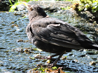 Black bird on the creek