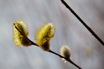 Fototapeta premium Flowering pussy willow on natural blurred background, macro