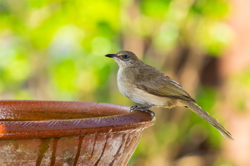 Streak-eared Bulbul isolated perching on clay bowl of water