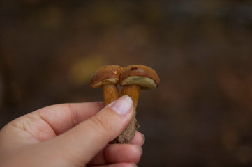hand holding mushroom